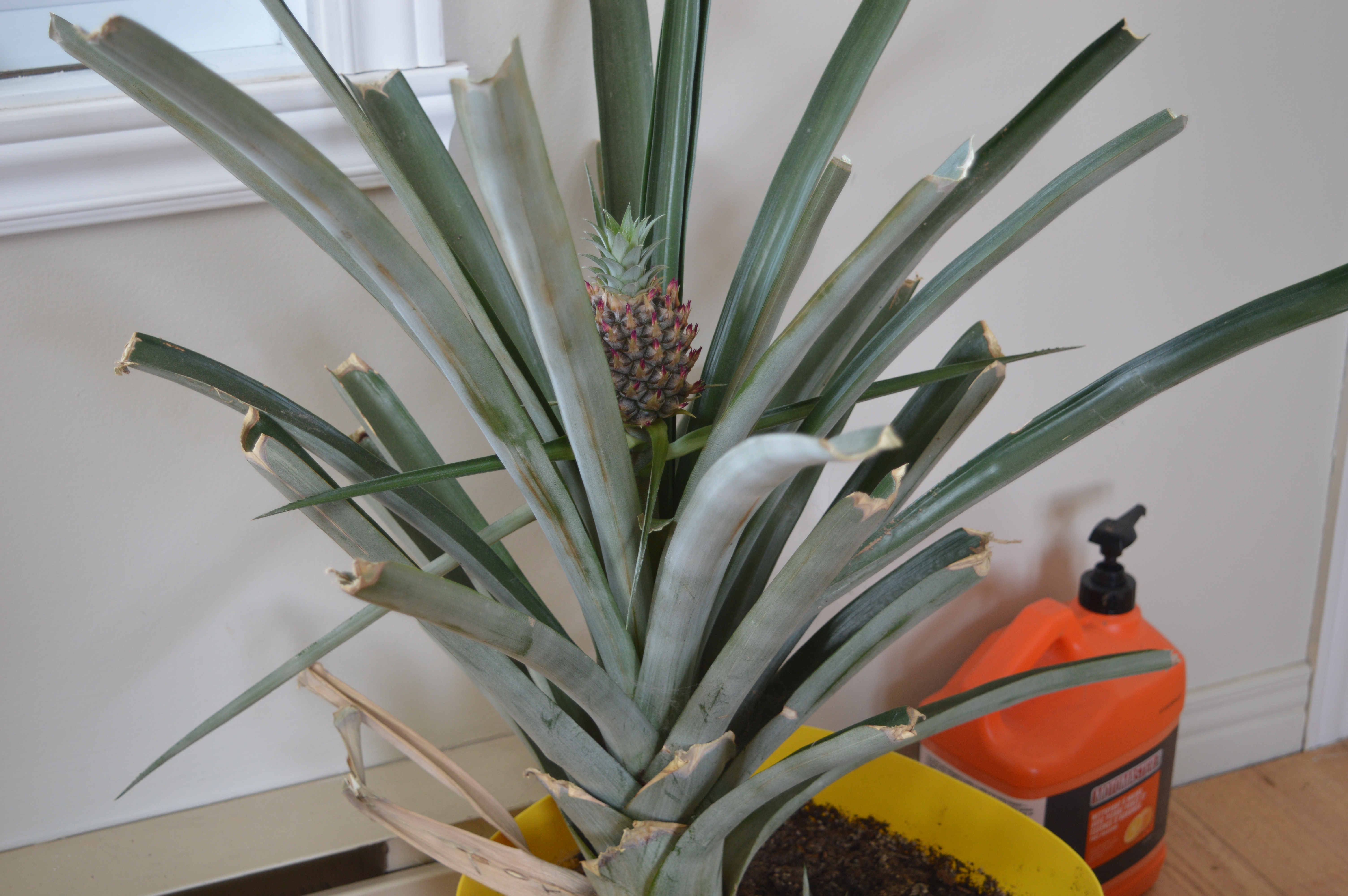 comment planter 1 ananas