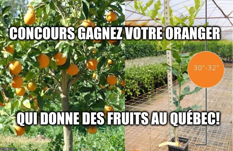 Gagnez votre oranger mature qui donne des fruits au Québec!
