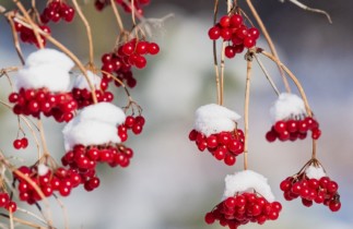 Le Pimbina: un petit fruit d'hiver que l'on retrouve au Québec