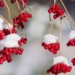 Le Pimbina: un petit fruit d'hiver que l'on retrouve au Québec