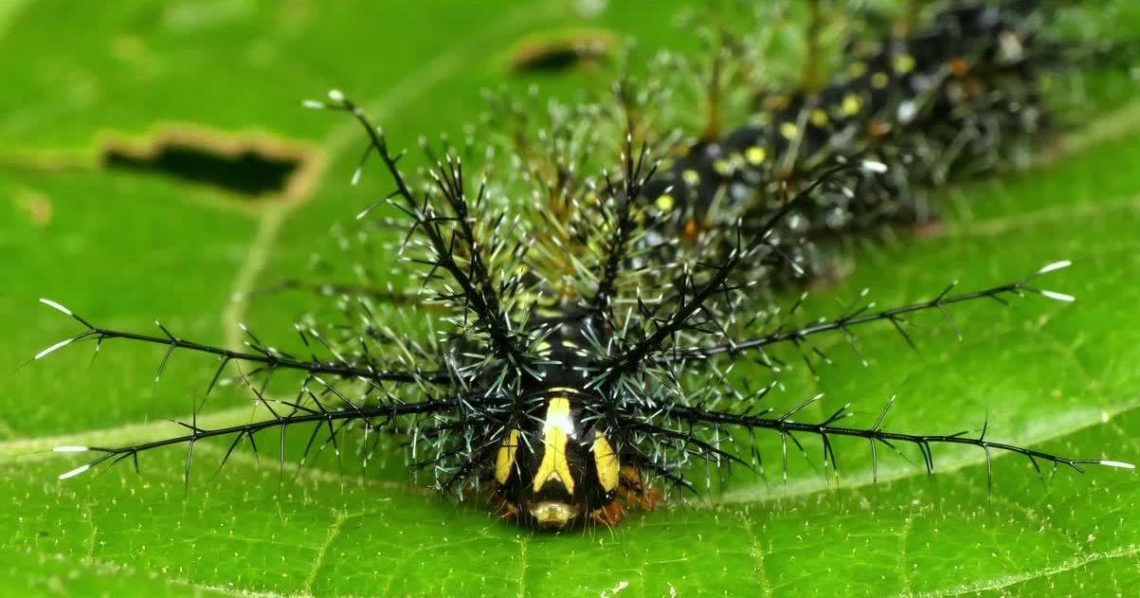 Top 5 des insectes les plus dangereux du monde : attention, frissons garantis !