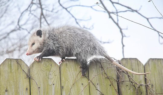 5 mythes sur un nouvel arrivant étrange au Québec: l'opossum