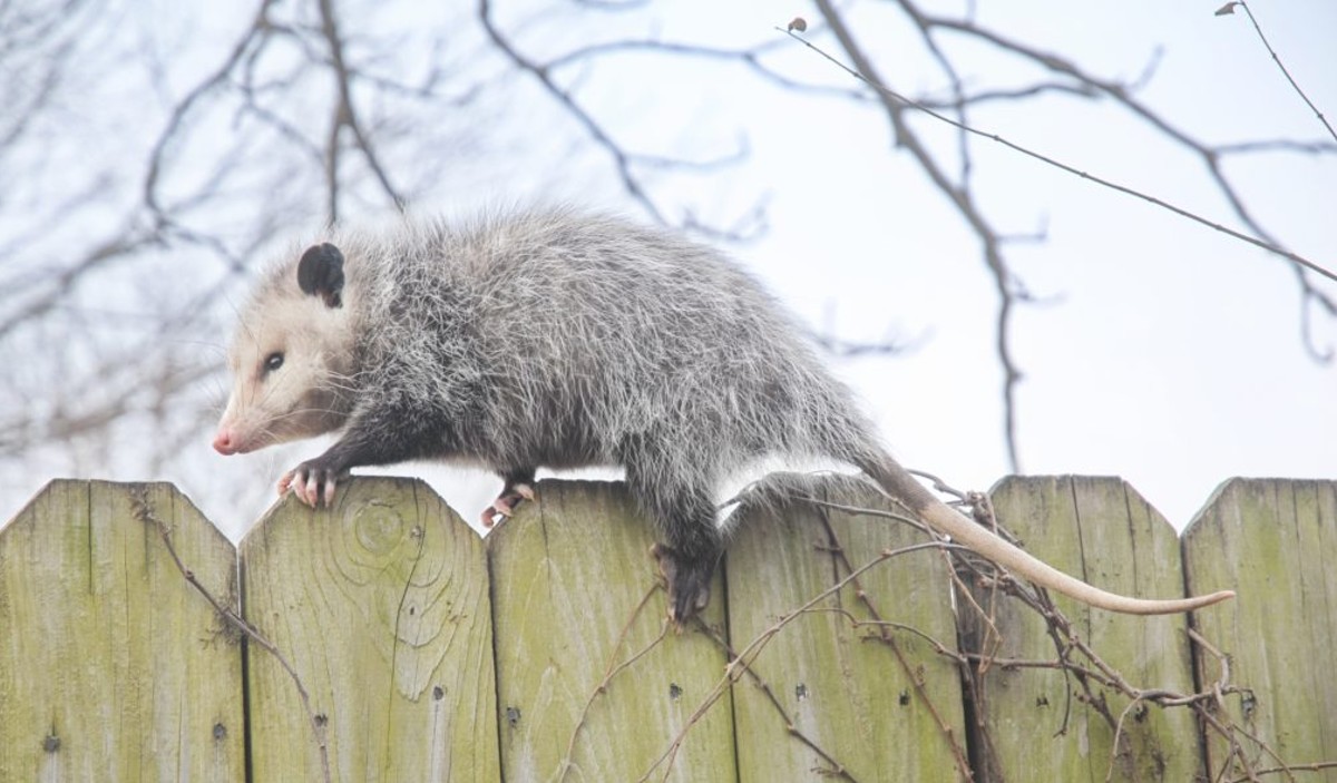 5 mythes sur un nouvel arrivant étrange au Québec: l'opossum