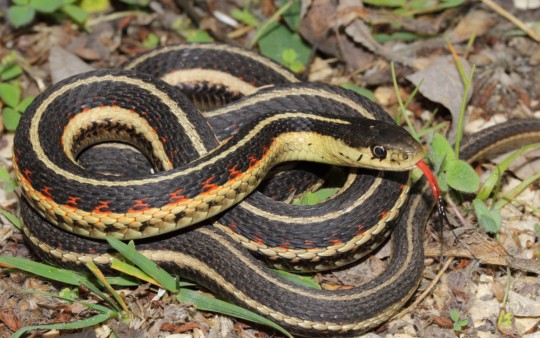 5 mythes sur les serpents québécois