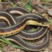 5 mythes sur les serpents québécois