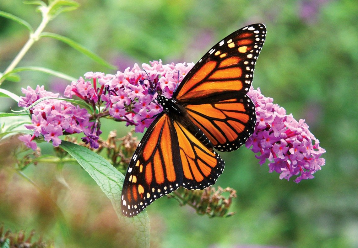 10 papillons à observer cet été au Québec