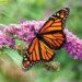 10 papillons à observer cet été au Québec