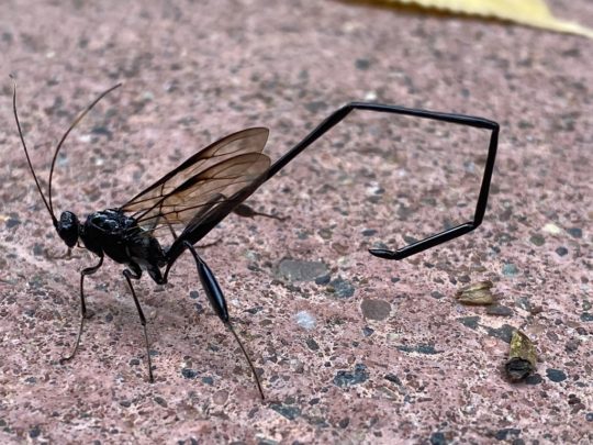 7 insectes insolites à découvrir au Québec