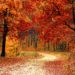 La saison des couleurs : Pourquoi l'automne au Québec est inégalé