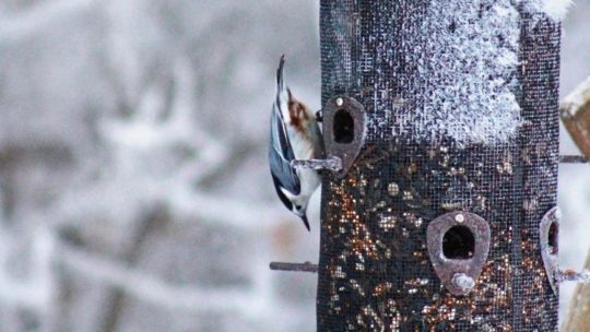 Comment bien nourrir les oiseaux en hiver et les aider sans les nuire?