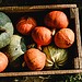 Découvrez pourquoi la citrouille est LE symbole de l'Halloween