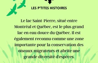 Le lac Saint-Pierre : Un écosystème vital au Québec