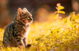 Chats dans la nature: le bon et le mauvais côté