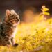 Chats dans la nature: le bon et le mauvais côté