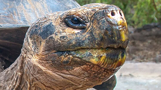5 espèces animales que l'on croyait éteintes