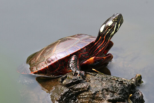 Connaissez-vous les tortues du Québec ?