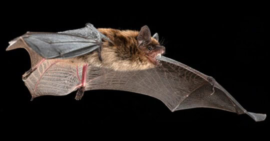 Les chauves-souris du Québec : bienfaitrices nocturnes