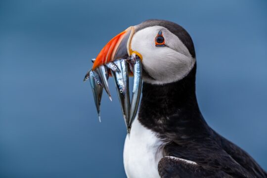 10 oiseaux marins du Québec