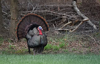 Le dindon sauvage ou la grosse dinde noire du Québec 🦃