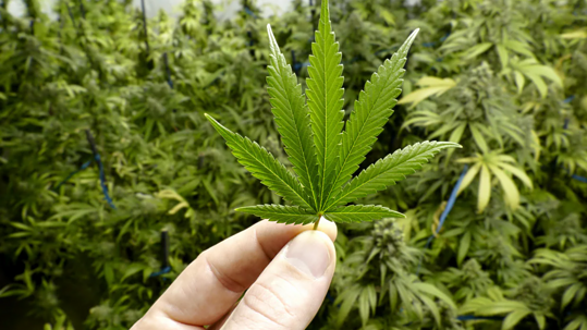Le cannabis : un héritage ancestral