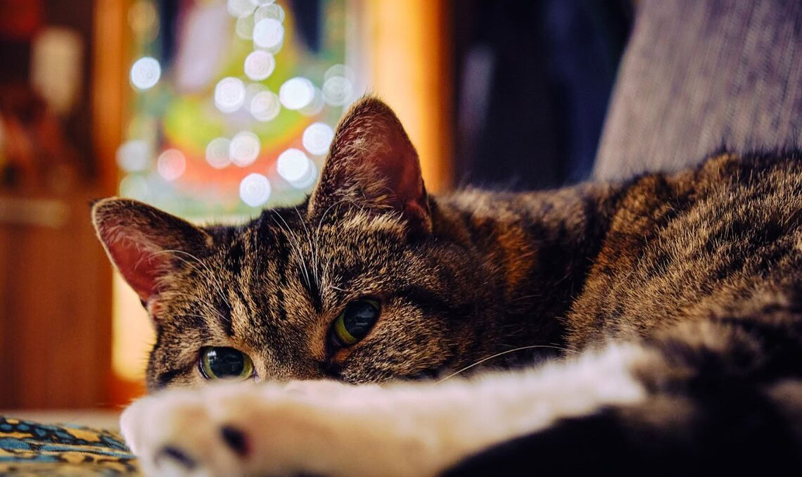 Les 5 plus grands secrets des chats