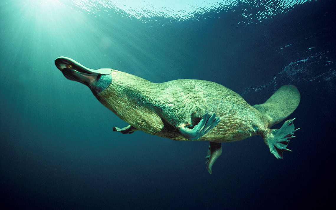 L&rsquo;ornithorynque est encore plus bizarre que vous croyez !