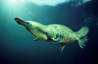 L’ornithorynque est encore plus bizarre que vous croyez !