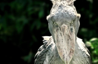 Ces animaux produisent des sons incroyables !