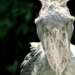 Ces animaux produisent des sons incroyables !