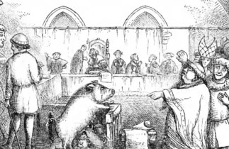 Procès absurdes : des animaux au banc des accusés