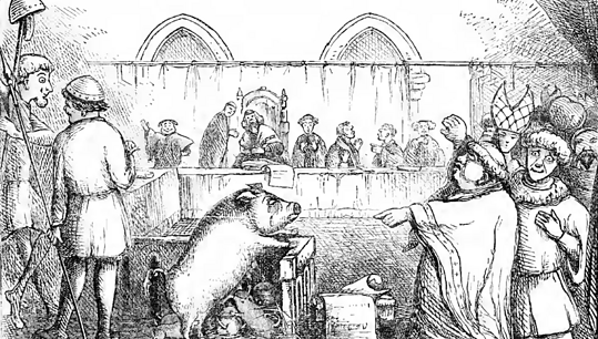 Procès absurdes : des animaux au banc des accusés
