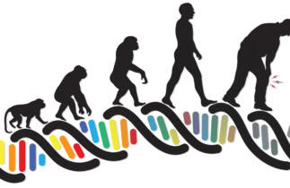 5 vestiges biologiques de l’évolution humaine