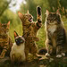 Cinq races de chats aussi rares qu&rsquo;exceptionnelles !