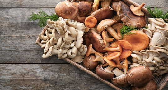 7 champignons comestibles du Québec