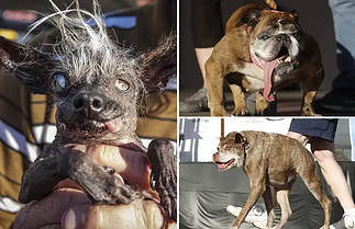 Ces chiens sont les plus laids du monde