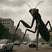 Ces insectes sont gigantesques !