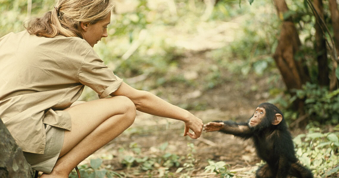 Jane Goodall : une vie de science et d’aventures