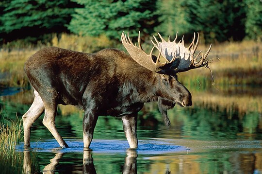 L&rsquo;orignal : le géant discret des forêts québécoises