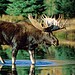 L&rsquo;orignal : le géant discret des forêts québécoises