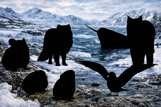 Sept animaux méconnus du grand nord canadien