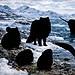 Sept animaux méconnus du grand nord canadien
