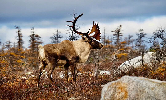 Le caribou forestier : une espèce en péril au Québec