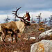 Le caribou forestier : une espèce en péril au Québec